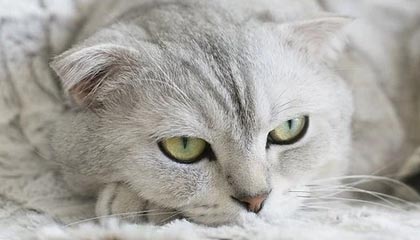 游戏规则模拟器——开启你的创意游戏世界